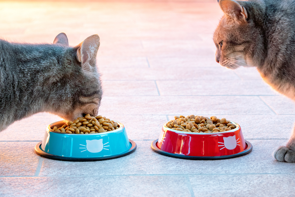 ご飯を食べている2匹の猫のイメージ画像
