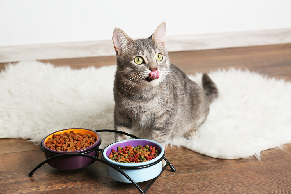 ご飯を食べる猫のイメージ画像