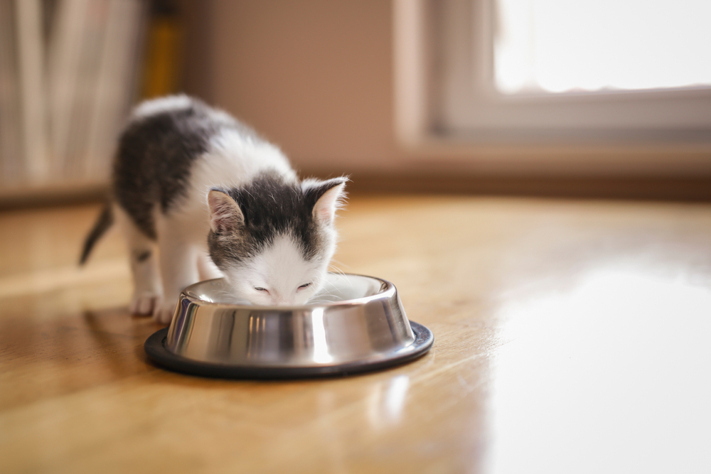 ご飯を食べている子猫のイメージ画像