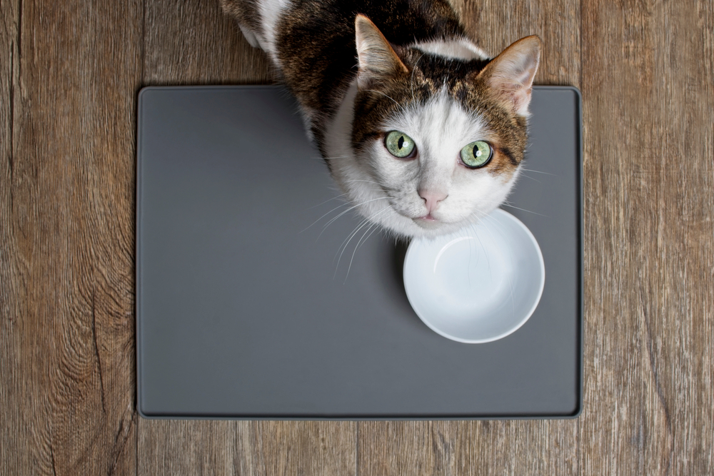 ご飯を食べている猫のイメージ画像