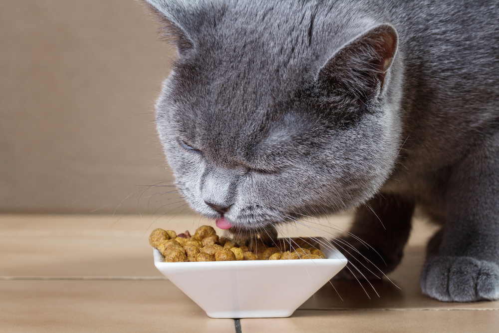ご飯を食べている猫の画像