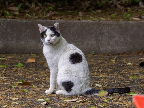 日本猫　ブチ