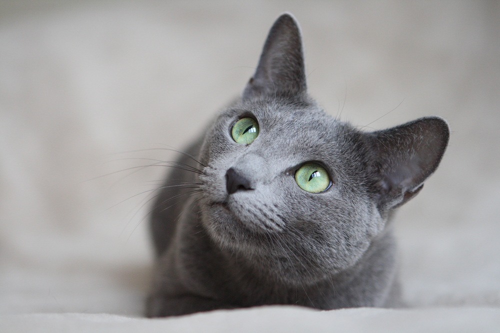 灰色の猫の画像
