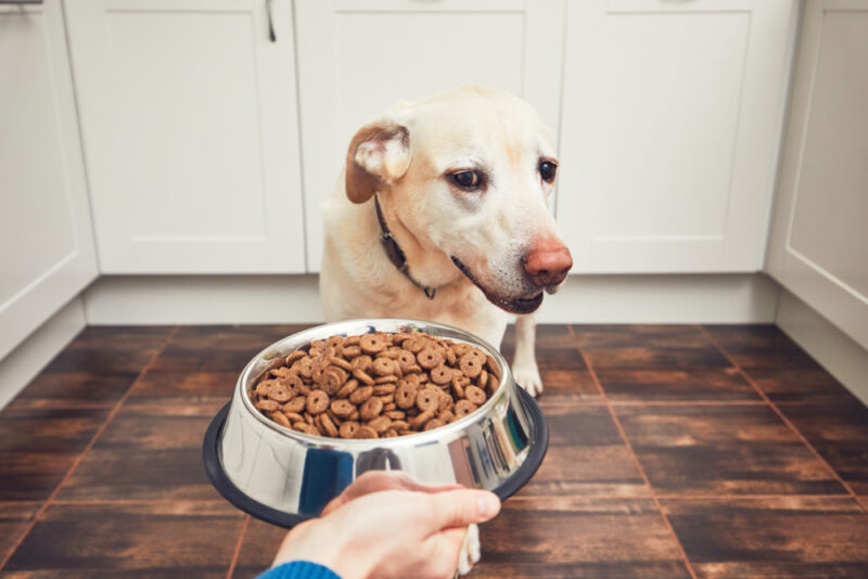 ご飯を食べる犬の画像