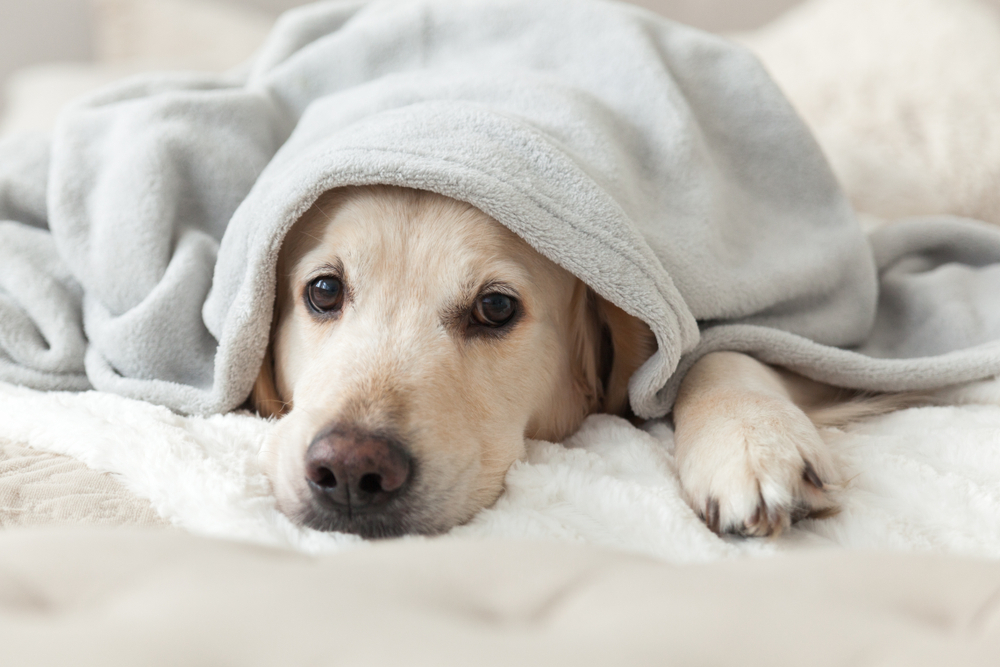毛布に包まる犬の画像