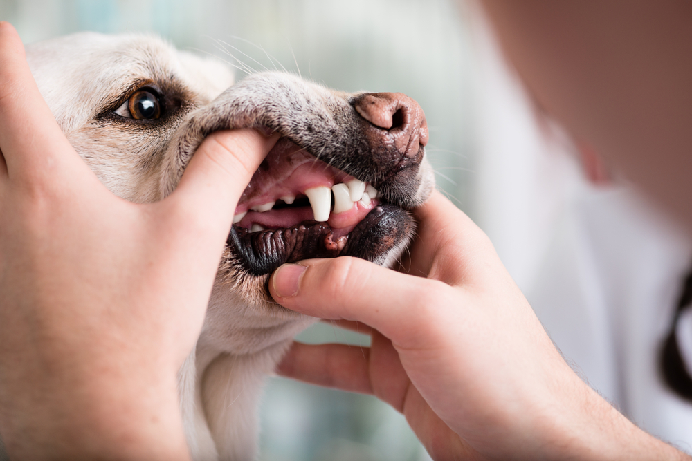 犬の歯を見る様子の画像