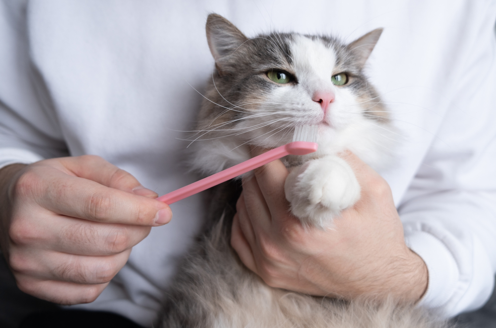 猫に歯磨きをする画像
