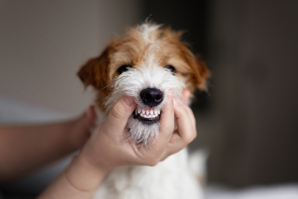 犬の口の画像