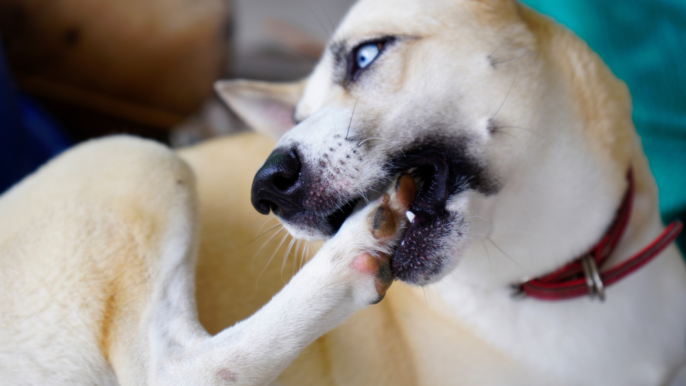 爪を噛む犬の画像