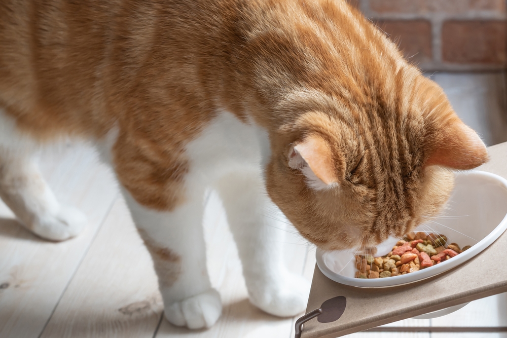 ご飯を食べている猫の画像
