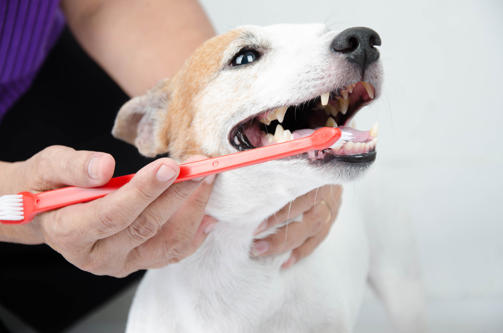 犬に歯磨きをしている画像