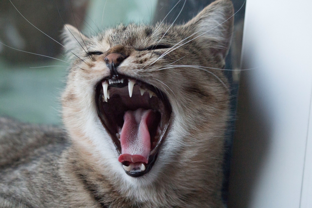 あくびをする猫の画像