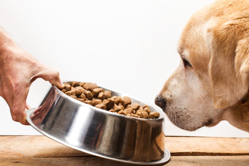 ごはんを食べる犬の画像