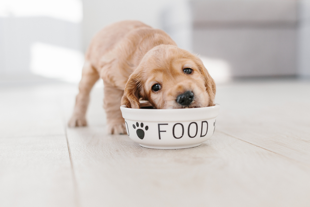 ご飯を食べている犬の画像