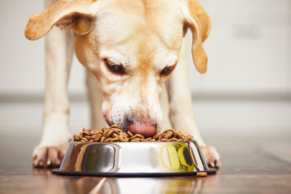 ご飯を食べている犬の画像
