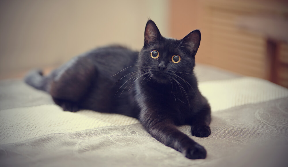 黒　猫